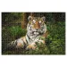 Animal Planet: Tiger 1000-teiliges Puzzle