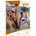 Ars Una: Bence Máté Icons of the Wild – Giraffen A4 Sammelmappe mit Gummizug