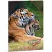 Ars Una: Serenity Tiger Gummibandmappe, A4-Ordner