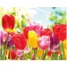 Diamant-Malerei: Tulpen Diamantmalerei-Set 40x50 cm