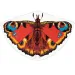 Drachenflieger mit Schmetterlingsmuster