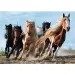 Galoppierende Pferde 1000-teiliges Premium-Puzzle - Trefl
