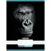 Nebulo: Geheftetes kariertes Heft mit Gorilla-Muster 87-32 A/4