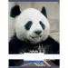 Nebulo: Liniertes Heft mit Pandamuster 81-32 A/4