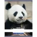 Nebulo: Panda glattes Heft A4 80-32