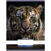 Nebulo: Tiger glattes Heft A4 80-32