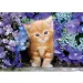 Rote Katze zwischen den Blumen 500-teiliges HQC Kompaktpuzzle - Clementoni