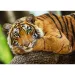 Tiger-Porträt 500-teiliges Puzzle - Trefl