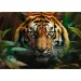 Tiger im Wildnis 1000-teiliges HQ-Puzzle - Trefl